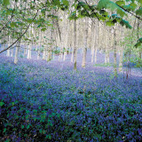 Bluebells in the Green