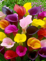 Zantedeschia Mixed 16cm+ Zantedeschia Mixed 16cm+