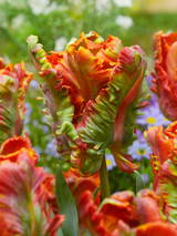 Tulip Blumex Favourite10/12cm