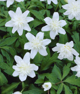 Anemone Nemorosa Vestal