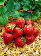 Strawberry Everbearer Albion