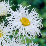 Leucanthemum Old Court