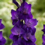 Gladioli Purple Flora