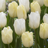 Tulip 'Cream Flag'
