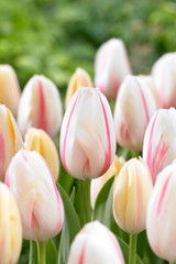 Tulip Camargue 11-12cm