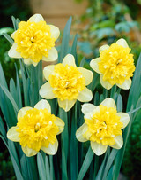Narcissus Full House 12/14cm Narcissus Full House 12/14cm