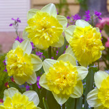 Narcissus Full House 12/14cm Narcissus Full House 12/14cm