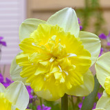 Narcissus Full House 12/14cm