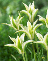 Tulip Green Star 10/12cm