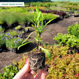 Helenium Helena Gold Helenium Helena Gold