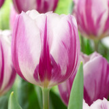 Tulip Flaming Flag Tulip Flaming Flag