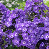 Phlox Paniculata Blue