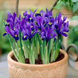 Iris Reticulata Pixie 5cm+