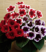 Gloxinia Mixed