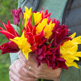 Tulip Lasting Love Tulip Lasting Love
