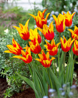 Tulip Fire Wings Tulip Fire Wings