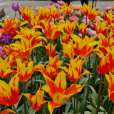 Tulip Fire Wings Tulip Fire Wings