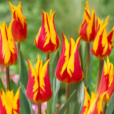 Tulip Fire Wings Tulip Fire Wings