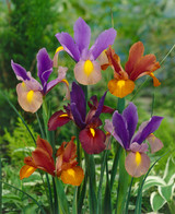 Iris Tiger Mixed (Dutch) 7-8cm