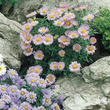 Aster Alpinus Pinkie