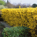 Forsythia Spectabilis Hedge