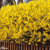 Forsythia intermedia 'Spectabilis' Hedge