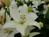 Lilium Bright Diamond