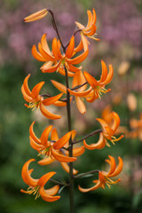 Lilium Martagon Orange Marmalade