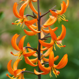 Lilium Martagon Orange Marmalade