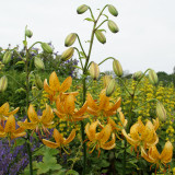 Lilium Martagon Hansonii