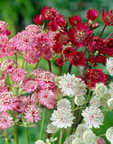 Astrantia Mixed