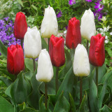 Tulip Ruby Prince10/12cm