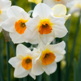 Narcissus Beautiful Eyes 10-12cm