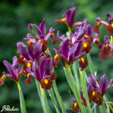 Iris Hollandia Red Ember (Dutch) 8cm+