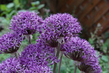 Allium Violet Beauty 10/12