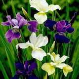 Iris Sibirica Butter and Sugar