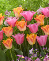 Tulip 'Mistress'