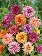 Dahlia Rembrandt Mixed