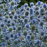Eryngium planum