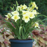 Hemerocallis Fragrant Returns