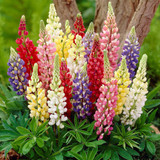 Lupin Gallery Mixed