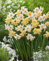 Narcissus Blushing Lady 10-12cm
