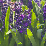 Hyacinth Peter Stuyvesant 14-15cm