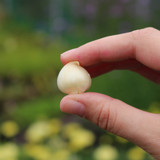 Allium amplectens Graceful Beauty 6/7cm