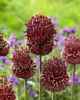 Allium Red Mohican 10cm+ Allium Red Mohican 10cm+