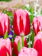 Tulip Circuit 10/12cm