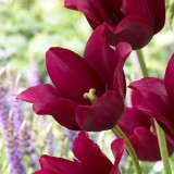 Tulip Merlot10/12cm