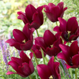 Tulip Merlot10/12cm