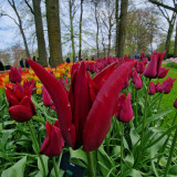 Tulip Merlot10/12cm