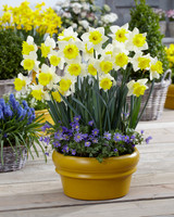 Narcissus Cornish King 12-14cm